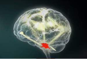 A computer model of a human brain showing the midbrain area, just above the brainstem.