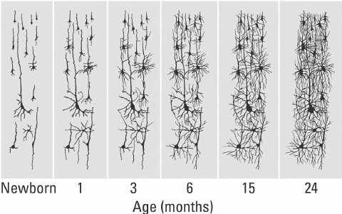 Infants' brains build connections quickly, from mostly isolated neurons at birth to a dense web of synapses by 24 months.
