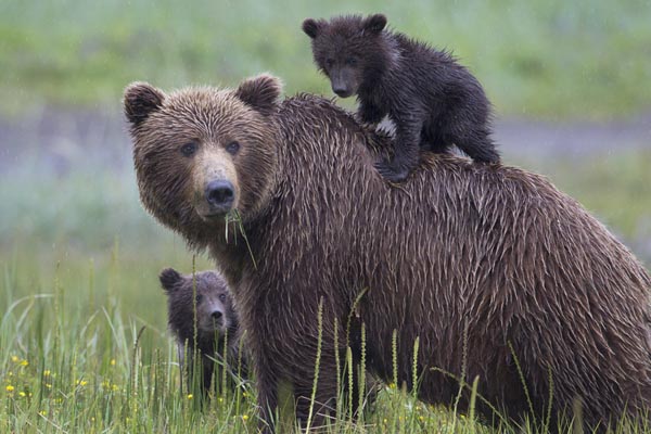 A family of Alaskan brown bears.