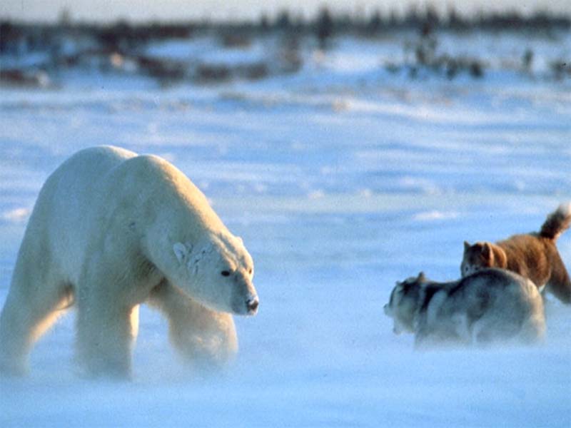 Two sled dogs face off against an approaching polar bear.