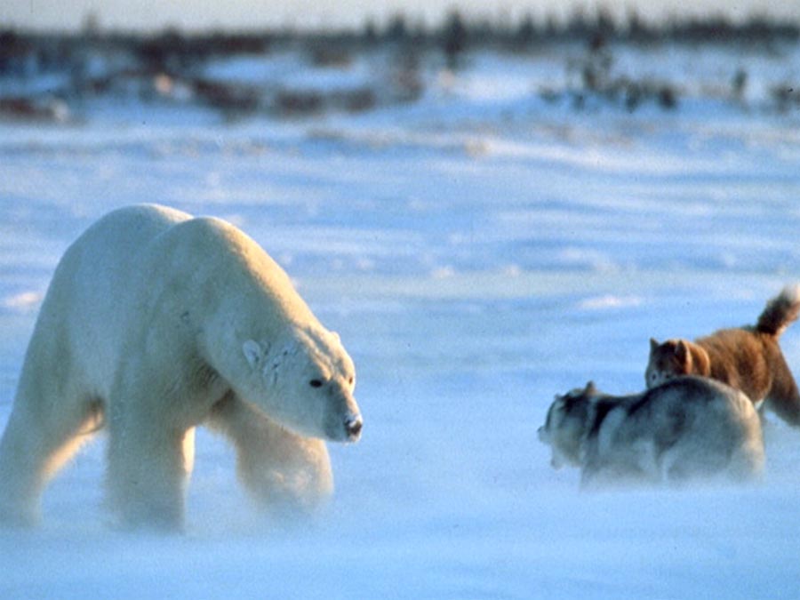 Two sled dogs face off against an approaching polar bear.
