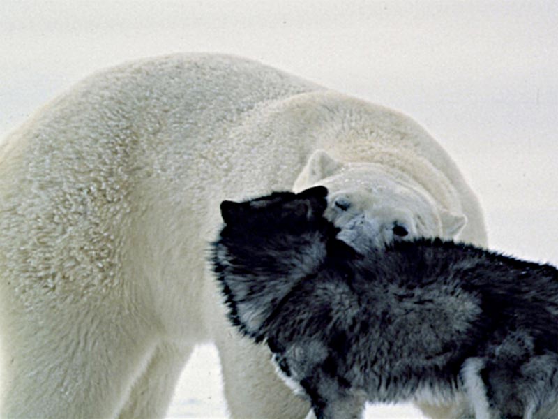 A polar bear and a sled dog play-biting each other.