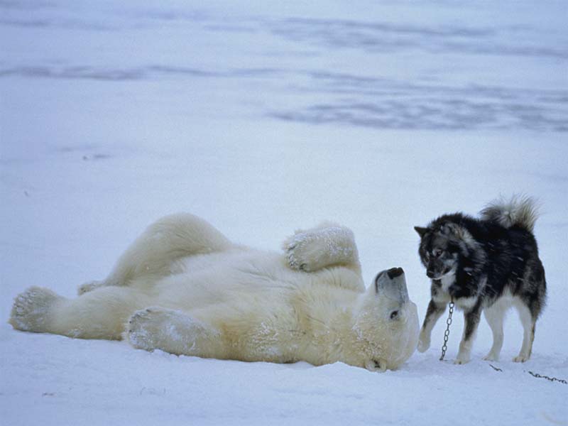 A polar bear reclines on the snow, while a sled dog taps gently at its head.