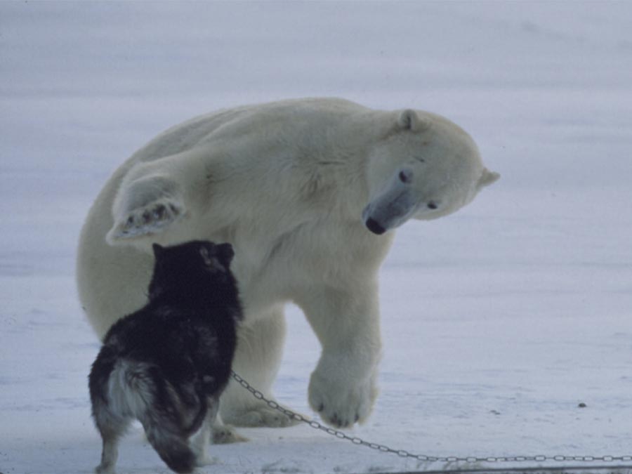 A polar bear reaching out to pet a sled dog.