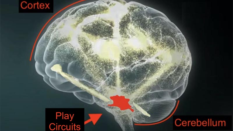 The play system in the brain