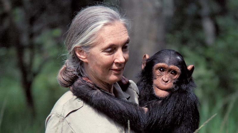 Ethologist Dr. Jane Goodall walks through a Namibian preserve with a young chimpanzee on her hip.